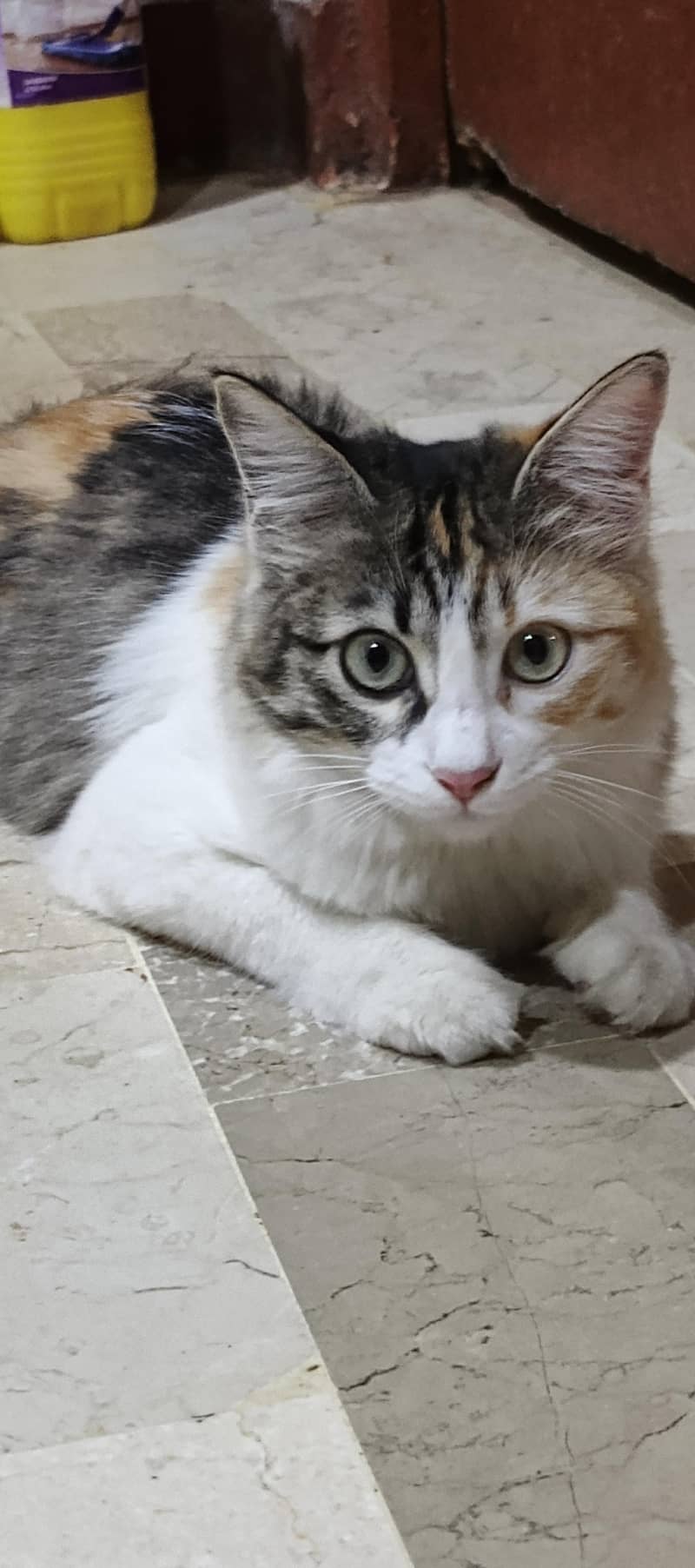 my cat 4