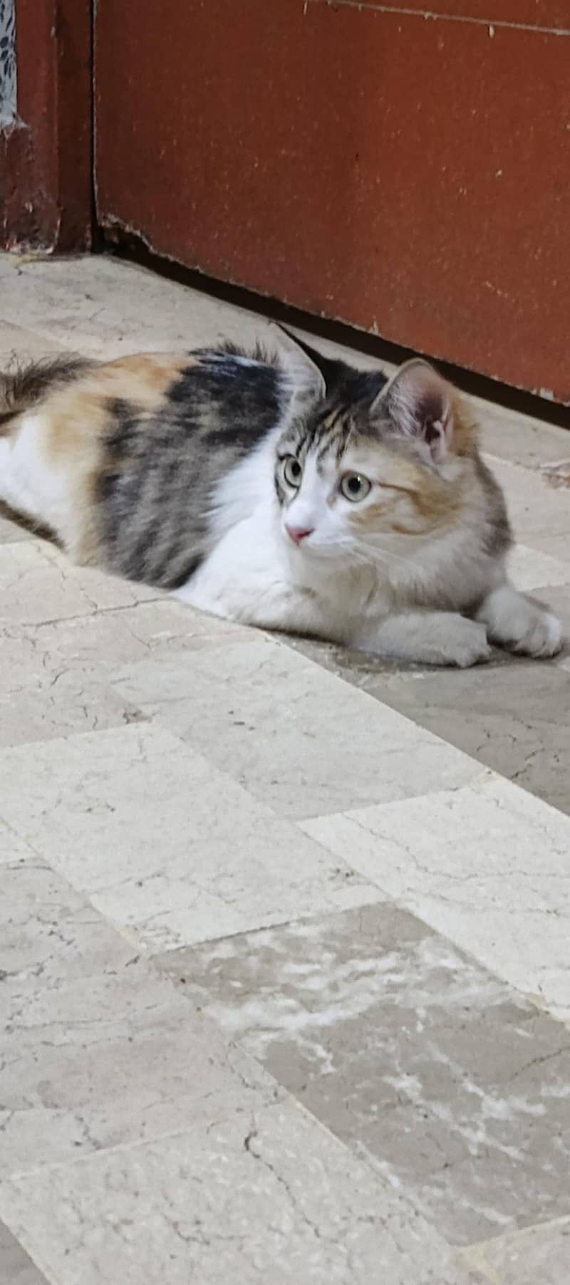 my cat 5