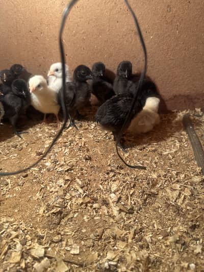 Ayam cymani chicks available