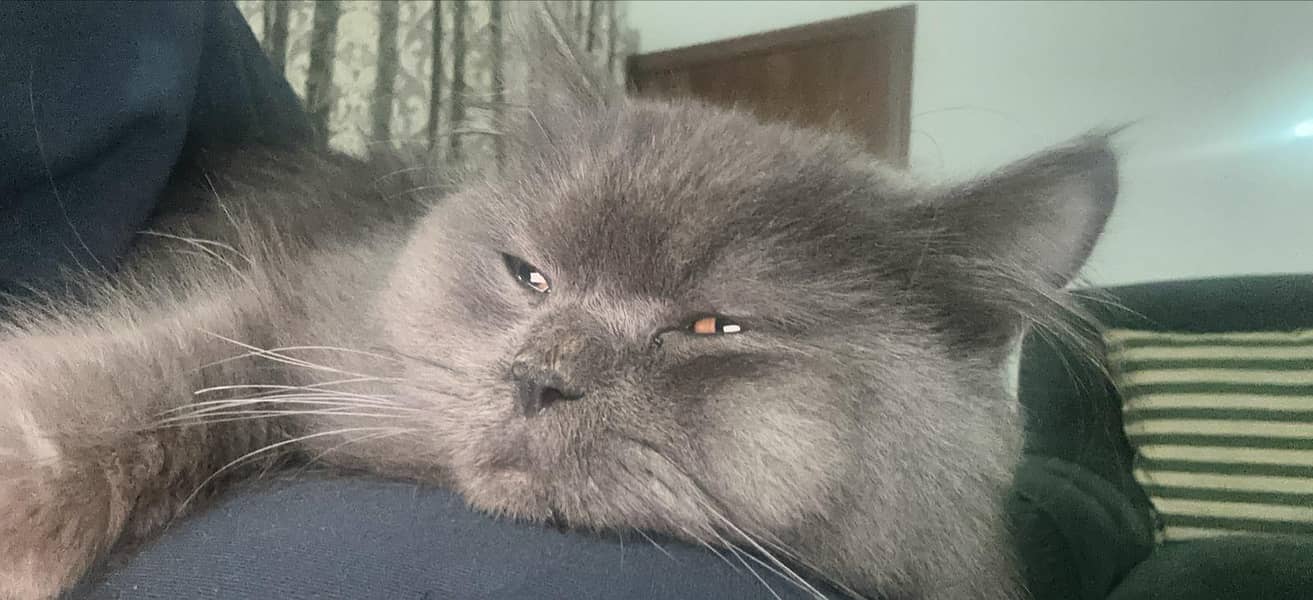 Persian cat 3