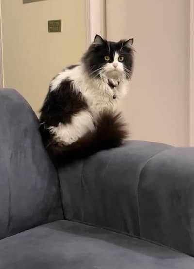 2-Year-Old Male Cat - Fully Trained & Loving).