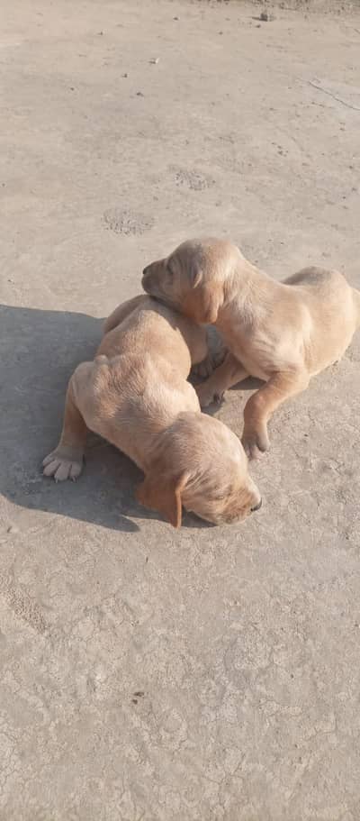 panter dog and cats payer