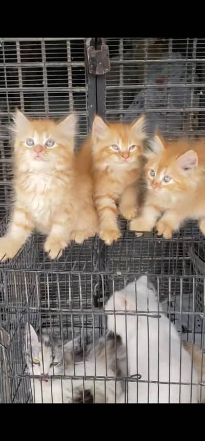 Quality Persian Punch face cat & kitten is03233614642Whatsapp