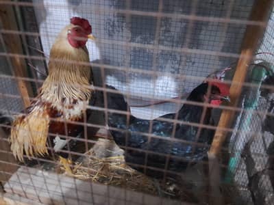 pure nasli desi male and female