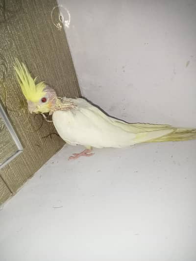 cocktail parrot baby handteam