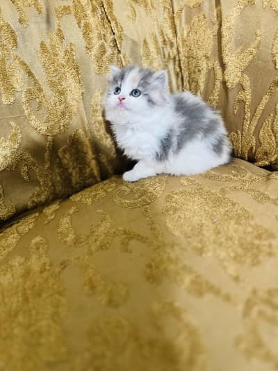 Semi Punch Face Persian Kittens – White & Rare Grey Bi-Color – Fluf
