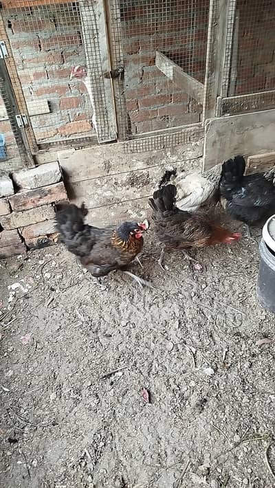 Egg laying hens
