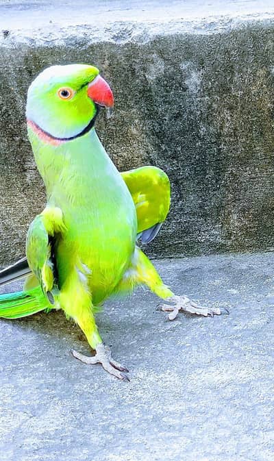 Handtame green ringneck
