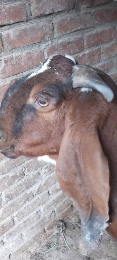 Nagra Goat / bakri