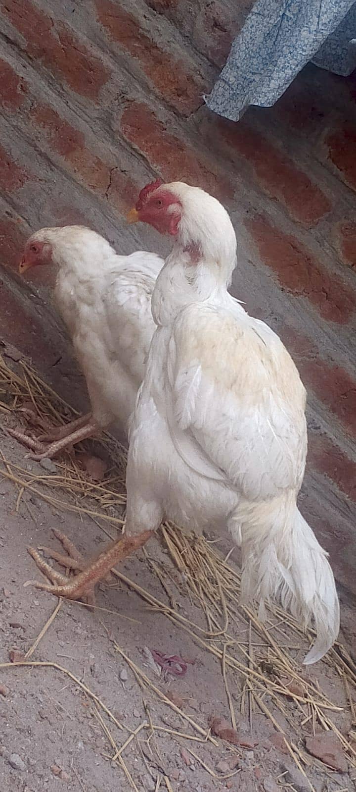 heera pair 3