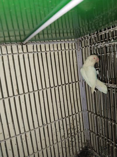 love birds breeder pairs 100%