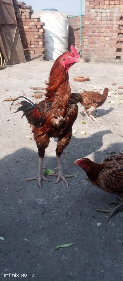 Aseel Murgha, Murghe, Pathe, Shamo pathe  all for sale