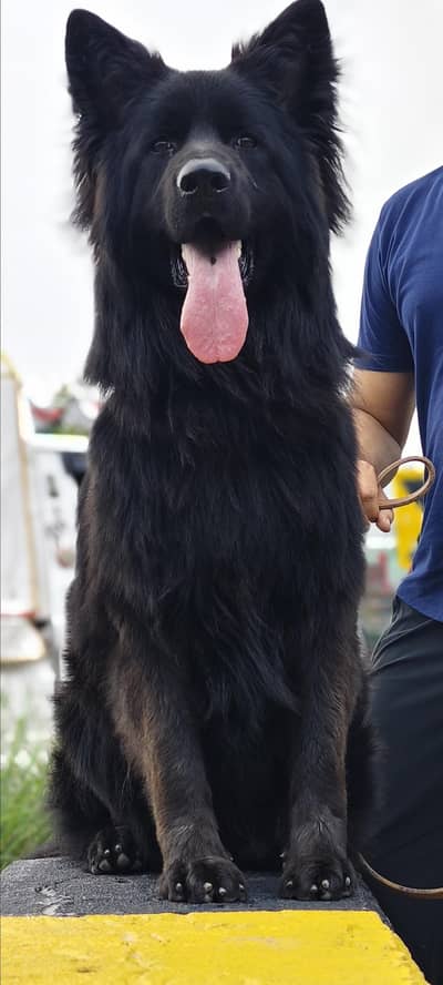 pink pedigree show quality german shepherd puppy