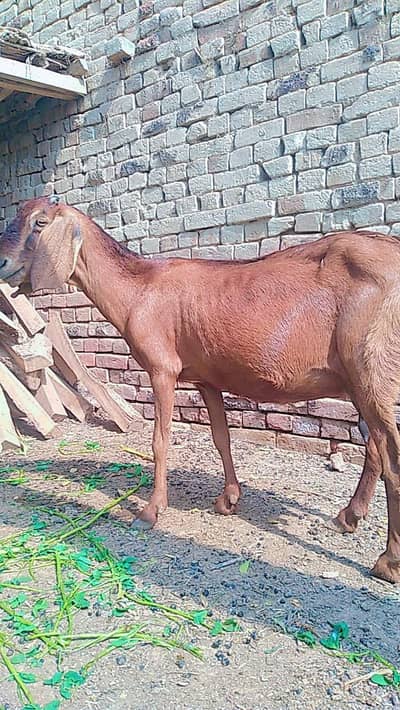 thred delivery ki hy