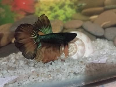 Half-moon Betta