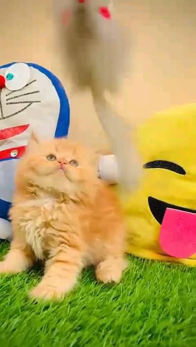 Persian kitten for urgent sale my WhatsApp number 032869729ten