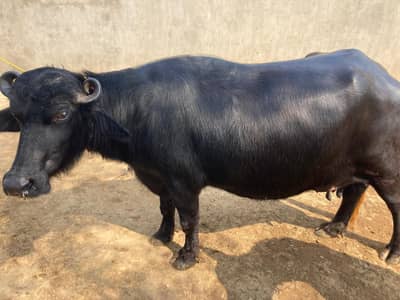 buffalo  for sale