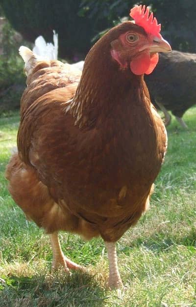 luman brown hens for sell