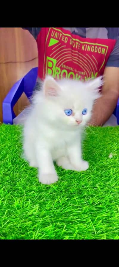 Russian cat for sale male female my WhatsApp number03292663252