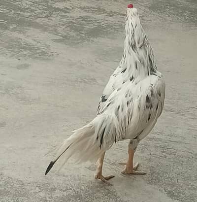 *Pure Aseel Cheena | golden buff hen pair /white paper heera*