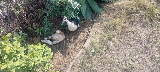 anday dany wali ducks 1500 ki aik hy