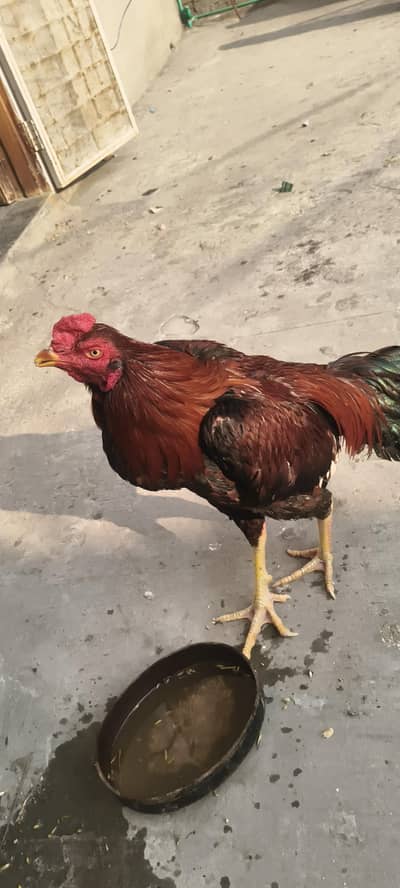 bohat acha or pyara hai