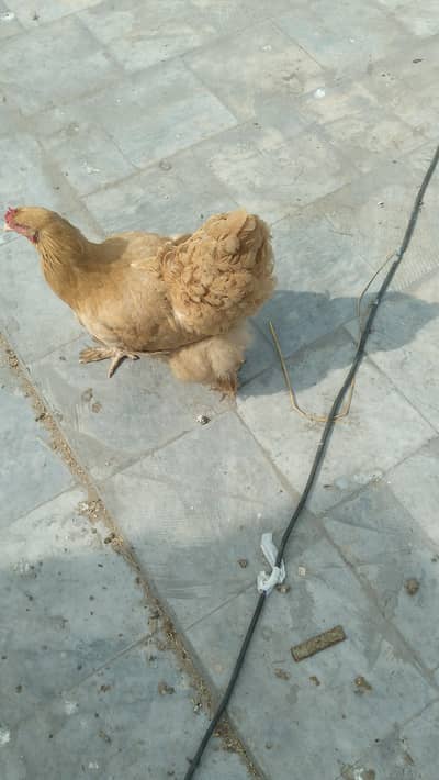 Aseel pair and Golden heavy buff eggs and chicks.
