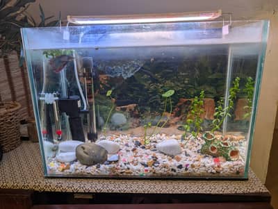 Betta with aquarium, live plants and whole set up