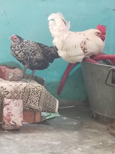 Desi Hen Pair