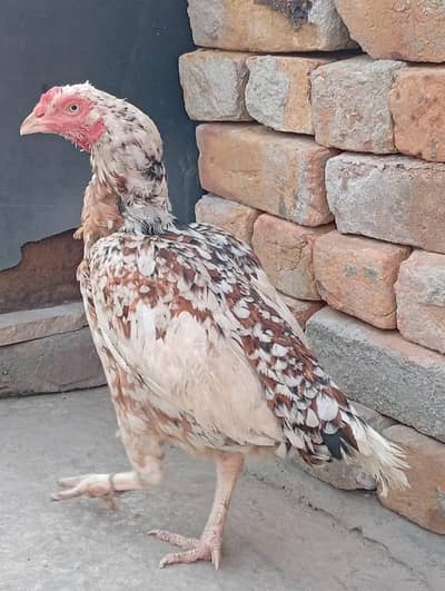 aseel home bread egg da rae ha