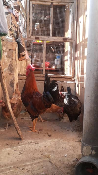 sab egg lay karti ha