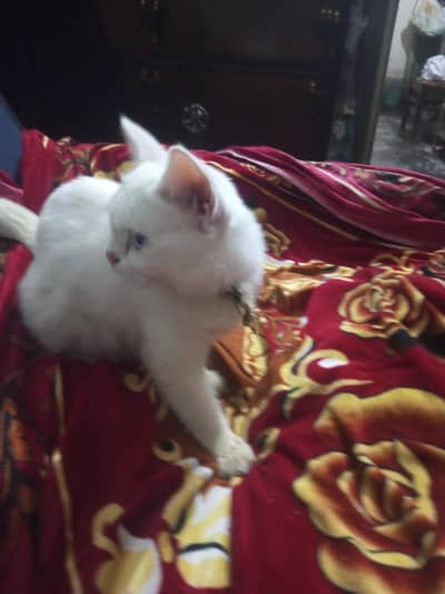 Persian cat for urgent sale one blue eye and other is yellow