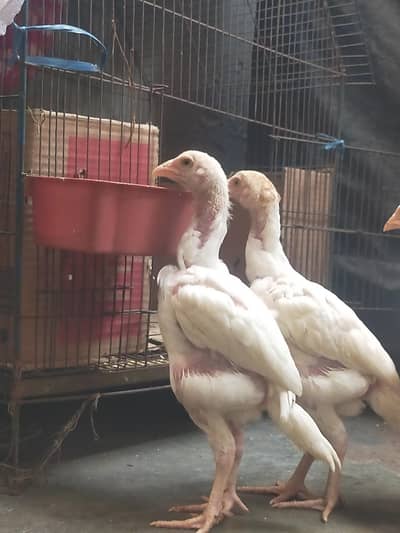 Paper White Heera Aseel Chicks