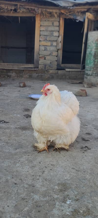 Heavy Buff hens