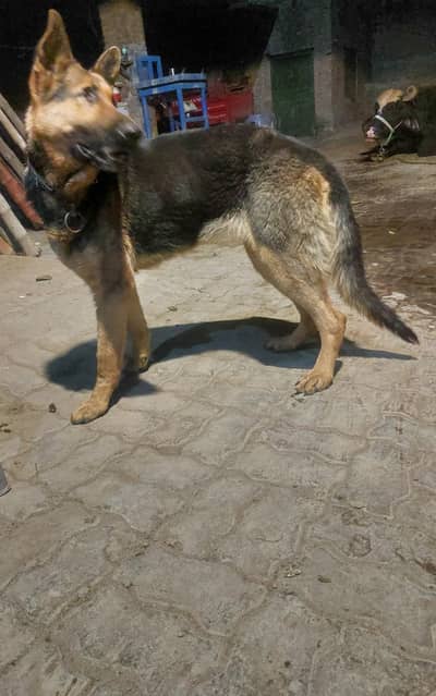 german shepherd female for sale in cheap price