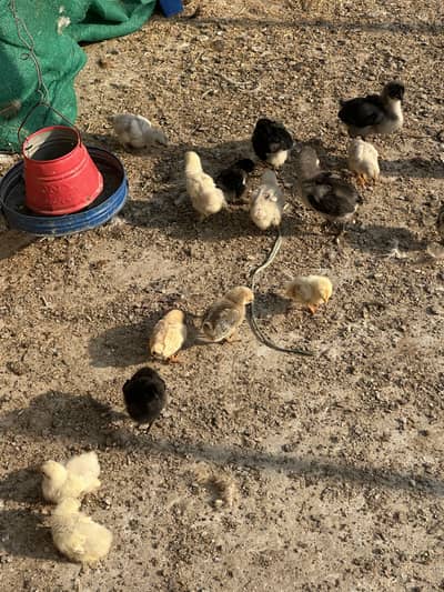 Black Astrolop,English Game,Heavy Buff,Blue Bantam,chicks/chuzay