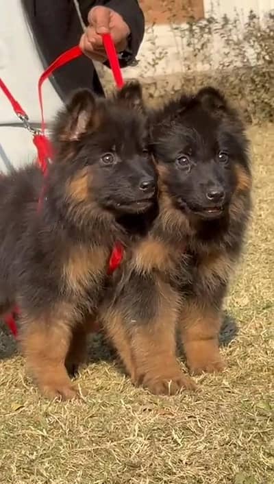 German shepherd puppies  my WhatsApp number 03245285207