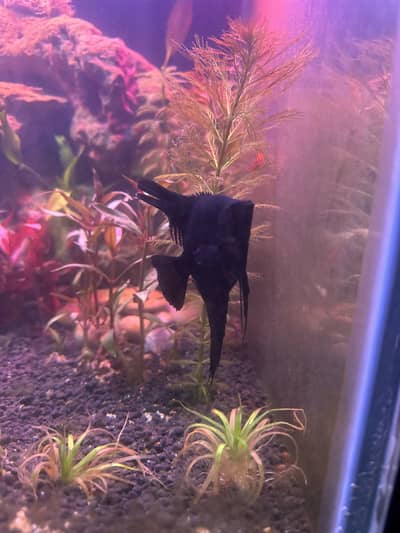 Exotic Big size angel fish pair for sell