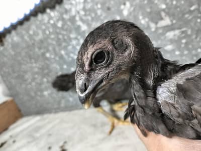 Dragon Chick's Available black skin black eyes.