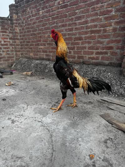 PURE JAPANI MURGA :Age 18 months full long height