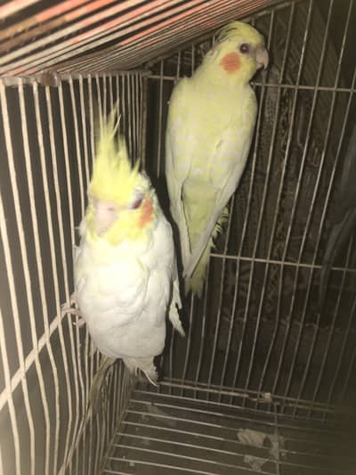 Common White Red Eyes Pair