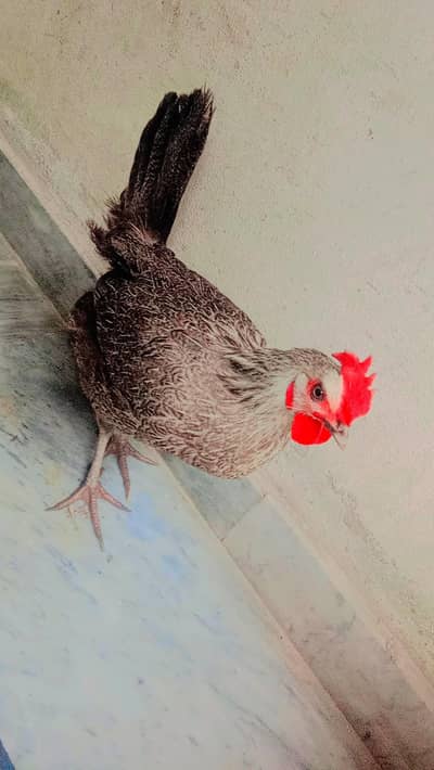 healthy and Activ murgi