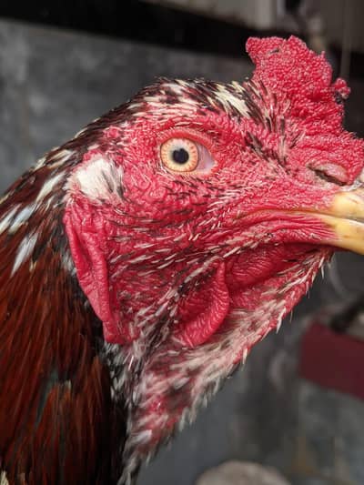 Thai Vietnami or shamo Cross