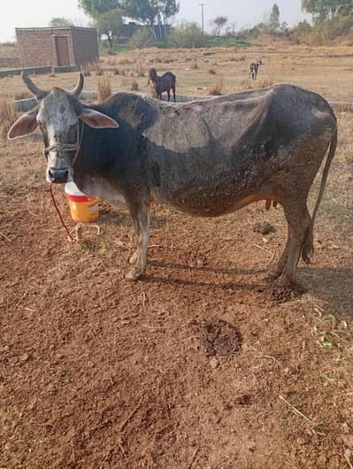 cross cow for sale pregnant 25 days left dilevery  only contact  buyer