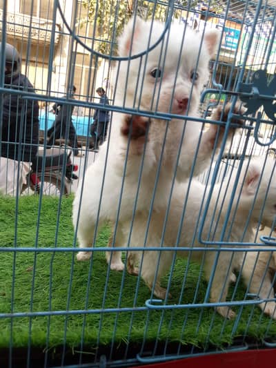 Russian puppies for sale