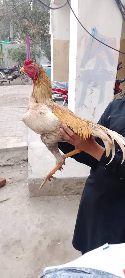 Aseel murga / aseel patha /Aseel