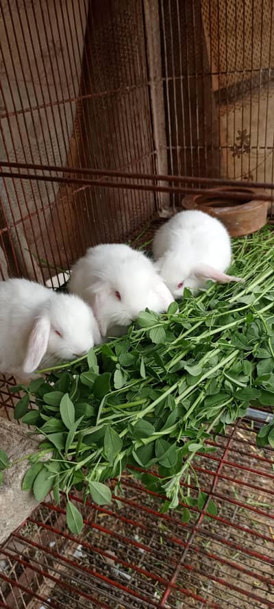 lion lop rabbit for sale location Faisalabad. 03026566623