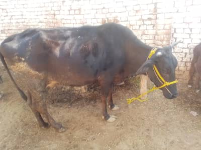 khangar cow for sale