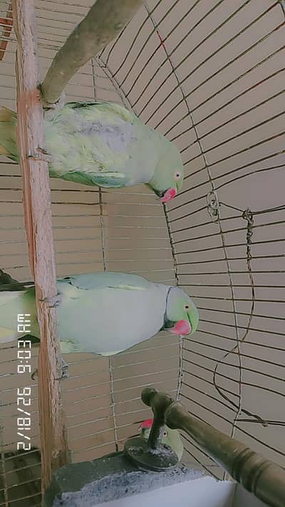  سبز رنگ کے پاکستانی طوطے برائے فروخت – صحت مند اور ہوم بریڈ