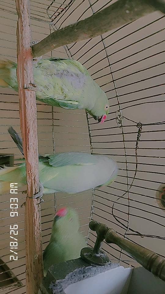  سبز رنگ کے پاکستانی طوطے برائے فروخت – صحت مند اور ہوم بریڈ 1